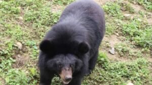 Wild Bear Enters Residential Area in Manendragarh, Seriously Injures Returning Resident