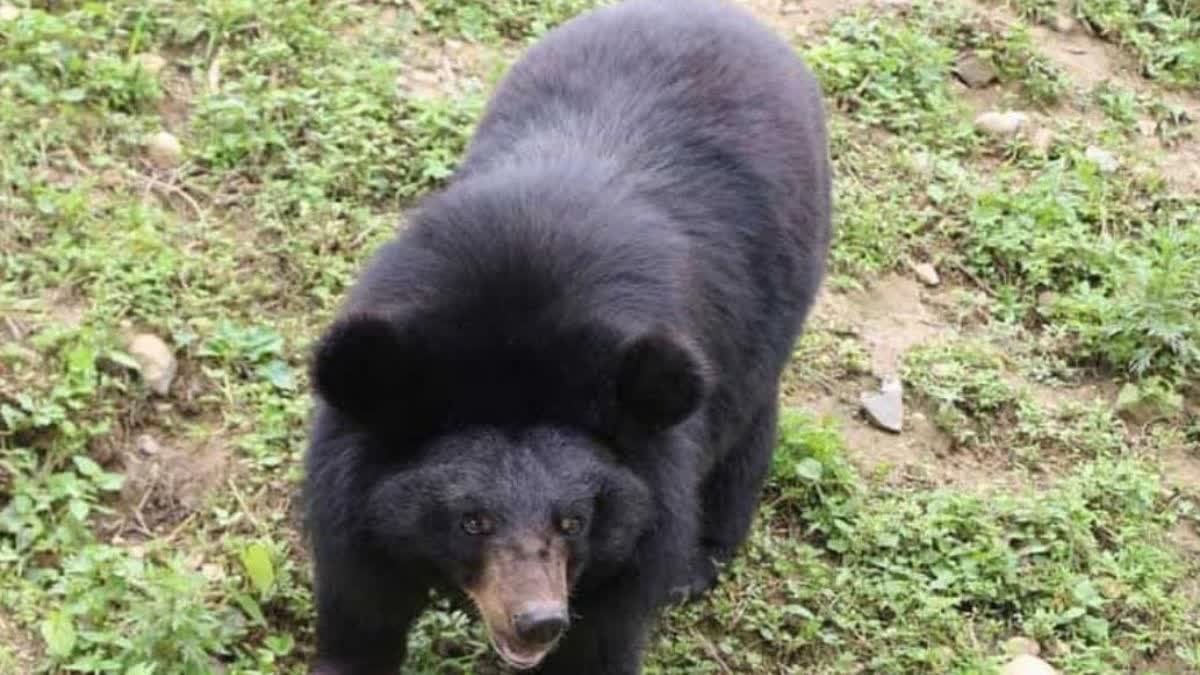 Wild Bear Enters Residential Area in Manendragarh, Seriously Injures Returning Resident