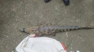 Crocodile Enters Farmland in Korba, Causing Panic; Forest Department Conducts Safe Rescue